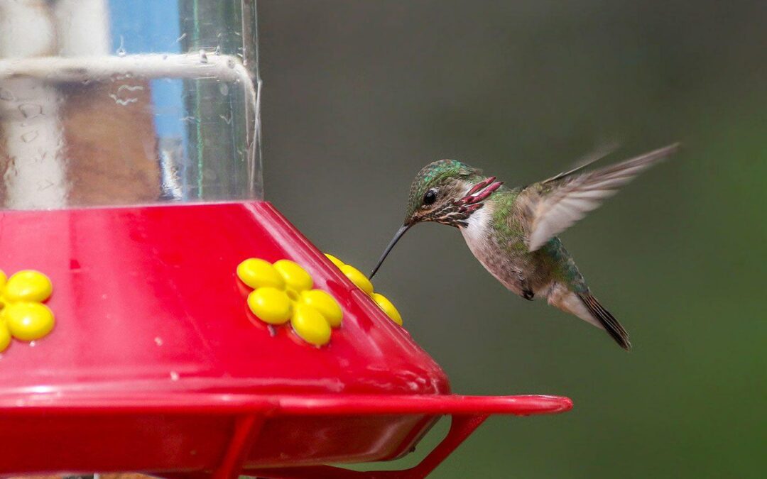 How to Attract Hummingbirds